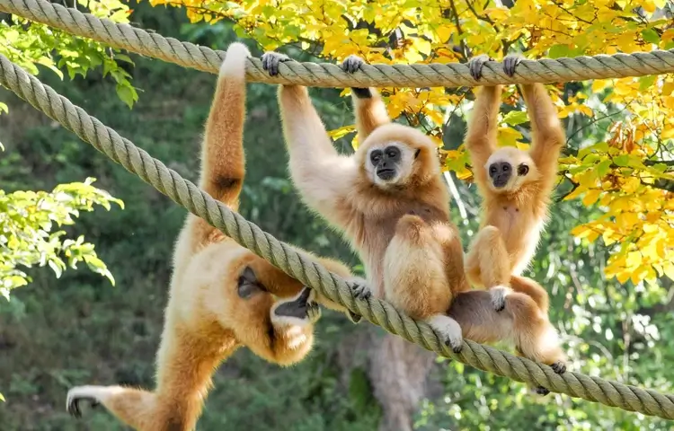 Affen beim Klettern im Außenbereich des Salzburger Zoos.