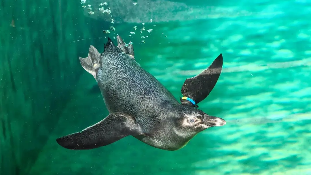 Pinguin im Zoo Salzburg beim Schwimmen im Wasserbecken.
